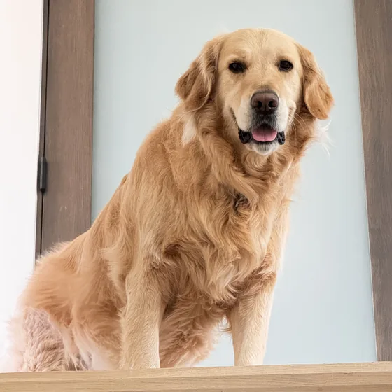 The real Theo, a golden retriever, sitting by the door at home